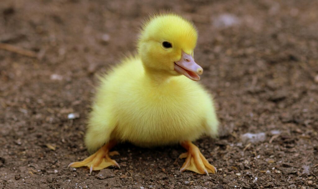DuckDuckGo – Co To Jest i Dlaczego Warto Z Niego Korzystać? duckduckgo co to