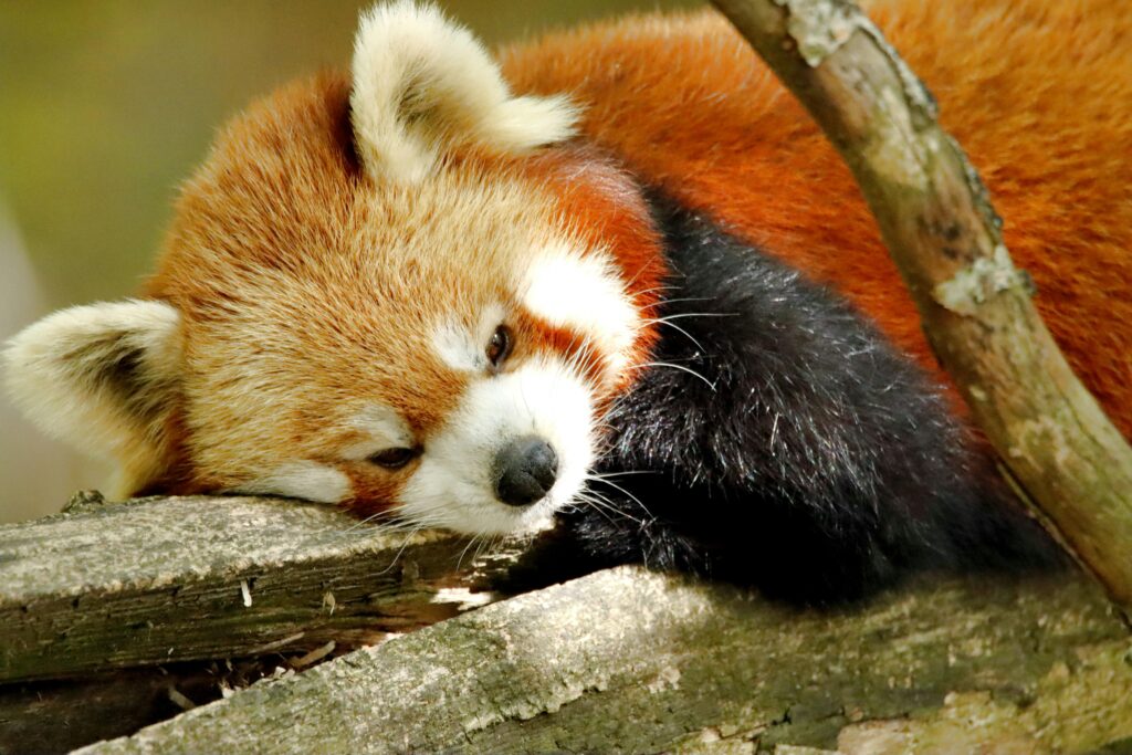 Jak Wyczyścić Ciasteczka w Firefox: Kompletny Przewodnik czyszczenie ciasteczek firefox